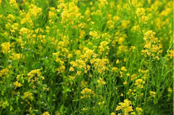 “菜花黄,疯子忙”,3月需警惕精神疾病高发