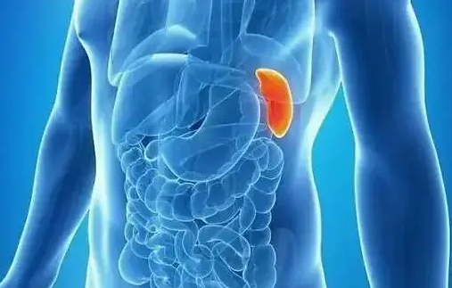 思：健脾之智与伤脾之弊