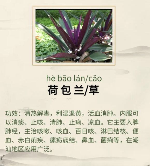 荷包兰（荷包草）