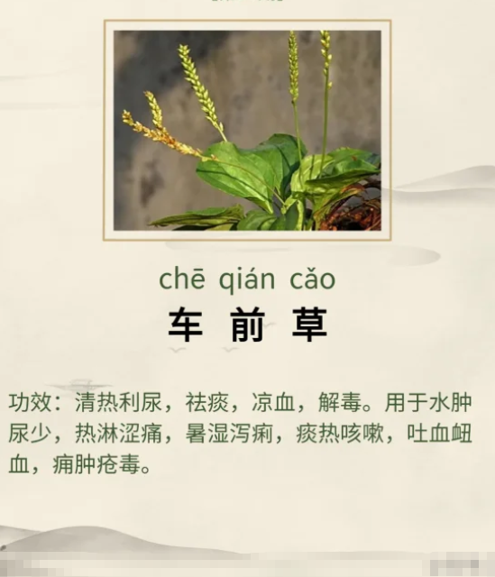 车前草